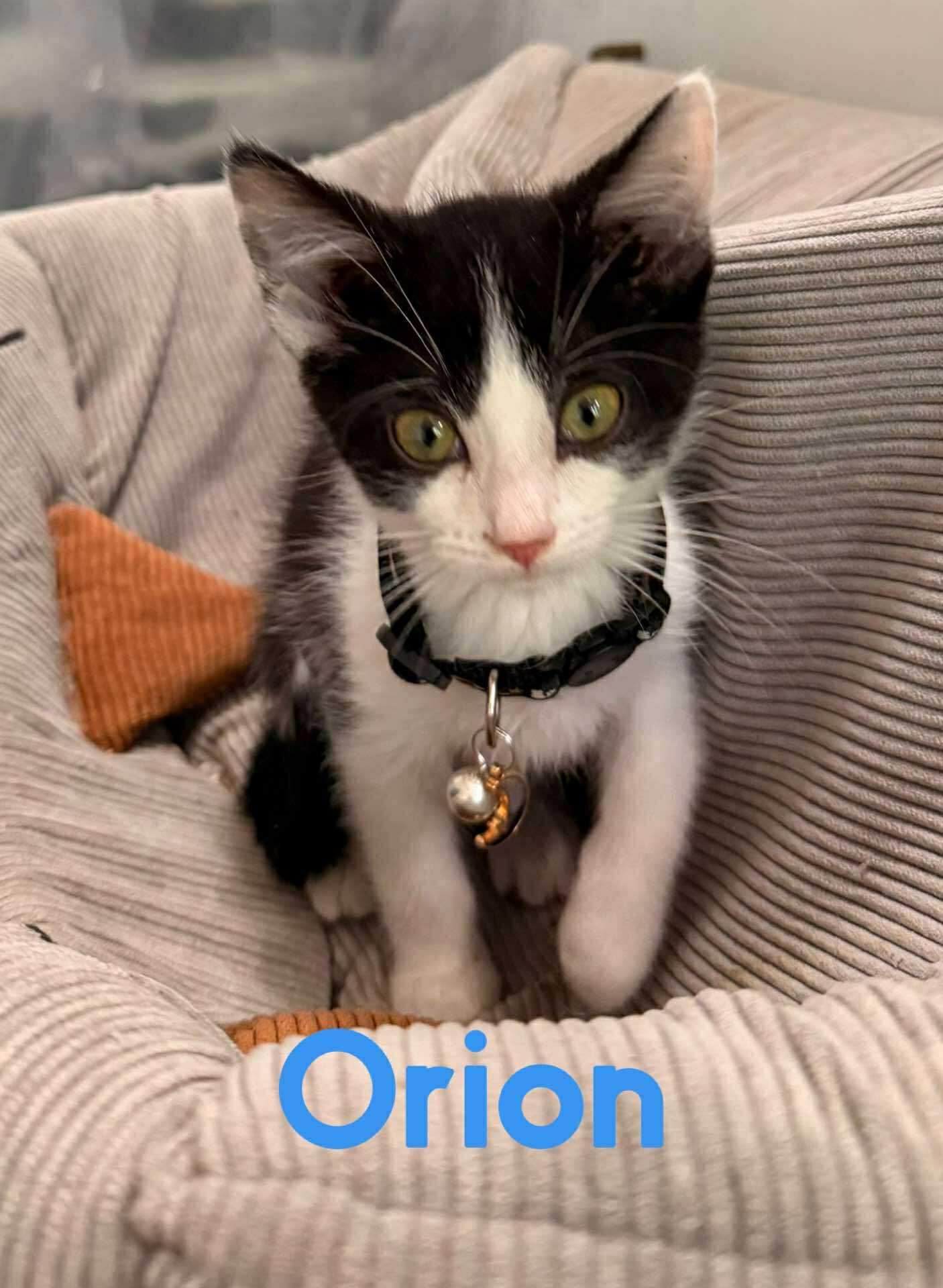 Enlarge Orion, a Adoptable Domestic Short Hair in Randolph, AL image 2/3