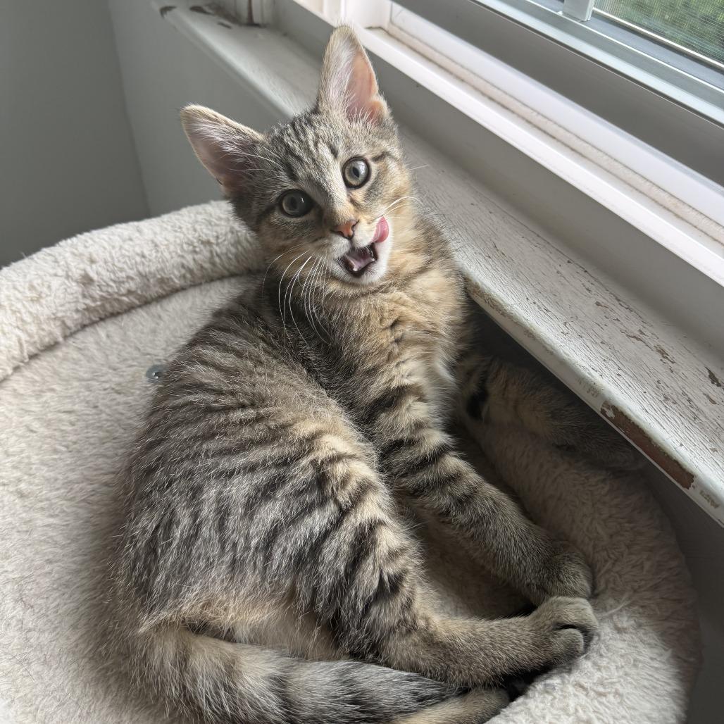 Do-Si-Do, Adoptable, Kitten Male Domestic Short Hair.