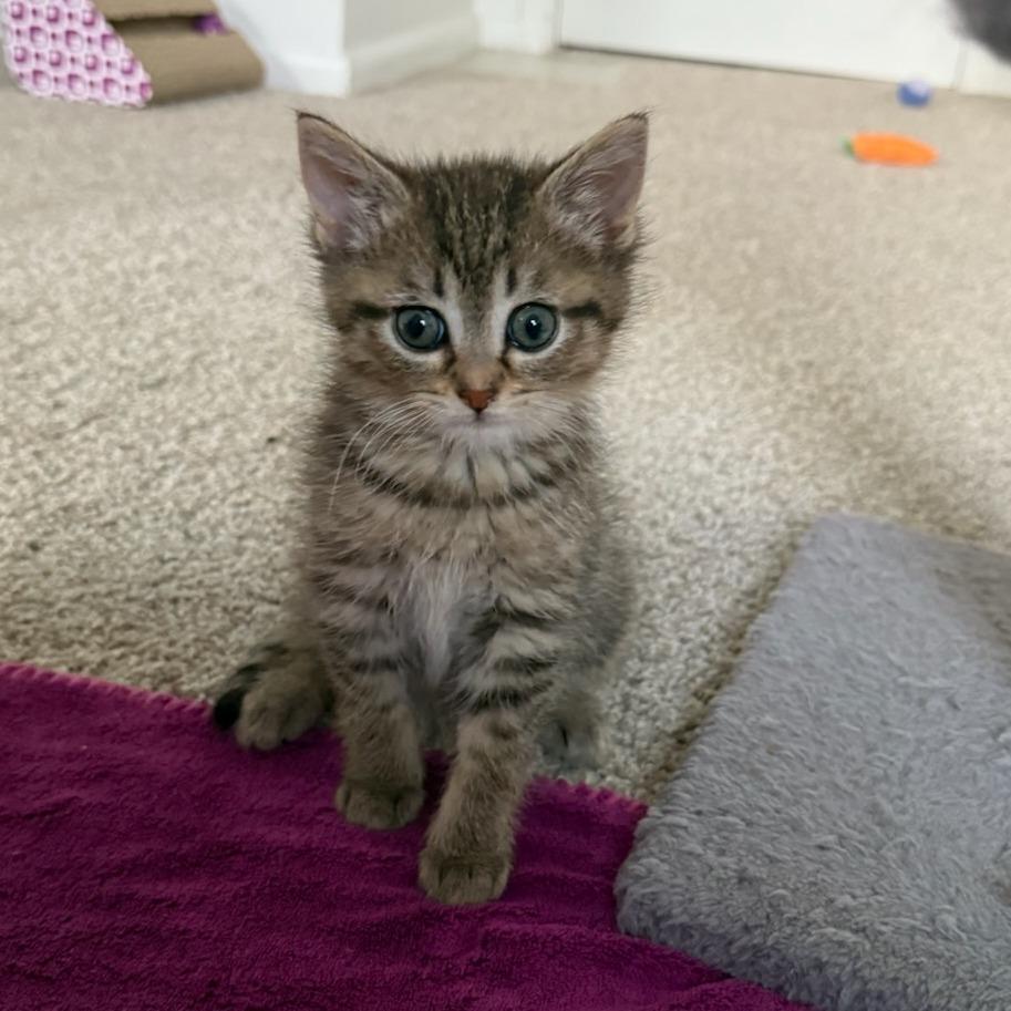 Do-Si-Do, a Adoptable Domestic Short Hair in Pittsburgh, PA image 3/4