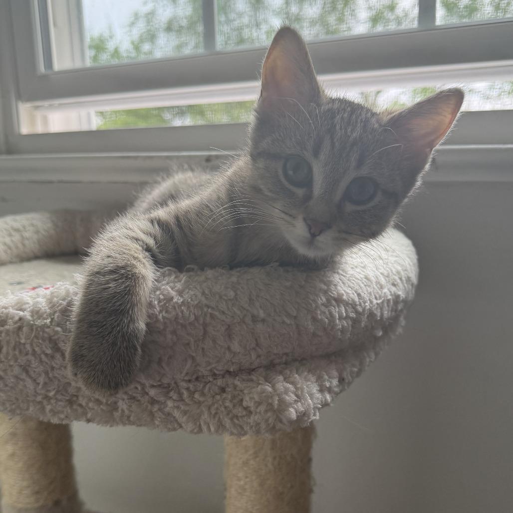 Do-Si-Do, a Adoptable Domestic Short Hair in Pittsburgh, PA image 4/4