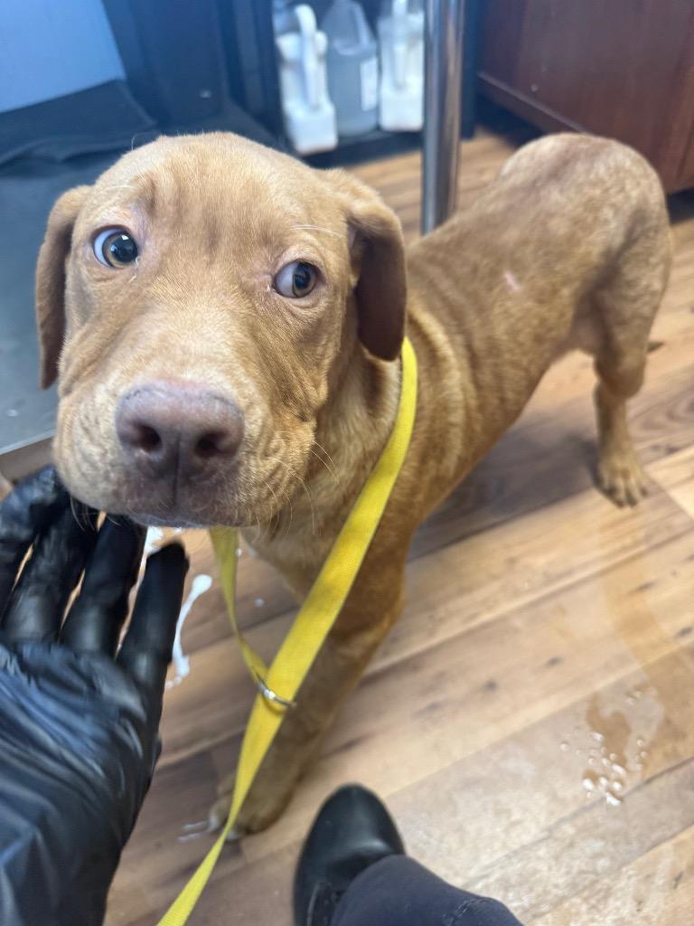 Gold, Adoptable, Puppy Male Labrador Retriever & Staffordshire Bull Terrier.
