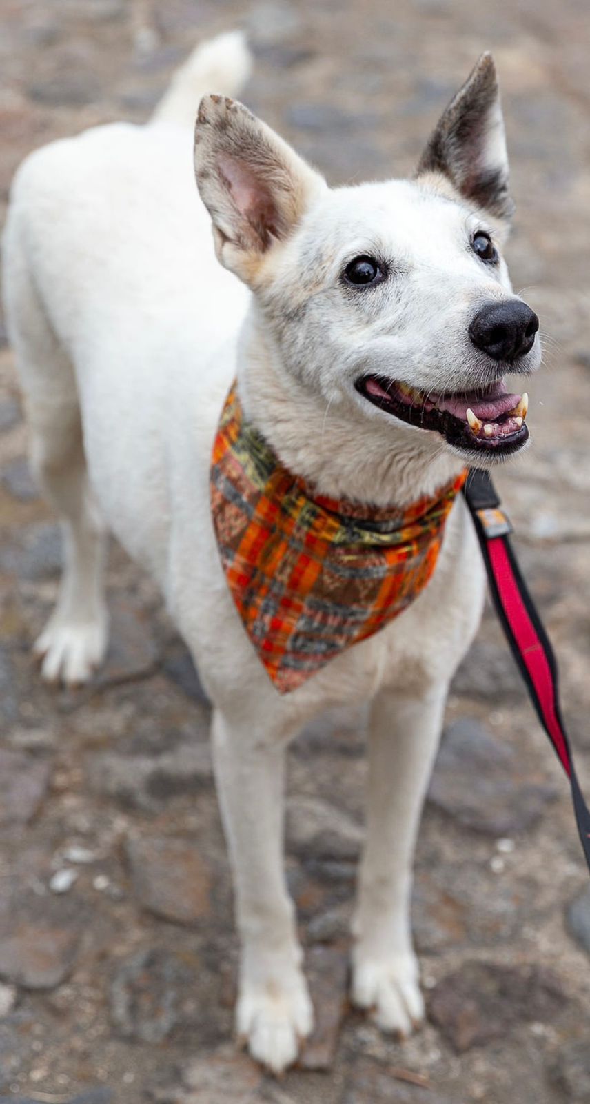 Patojo, Adopted, Adult Male Husky.