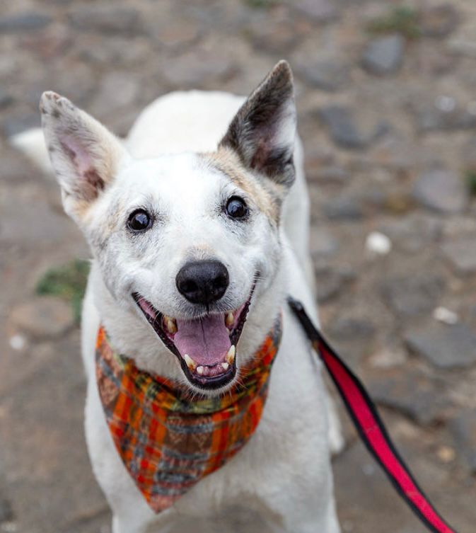 Enlarge Patojo, a Adopted Husky in Kensington, CA image 2/6