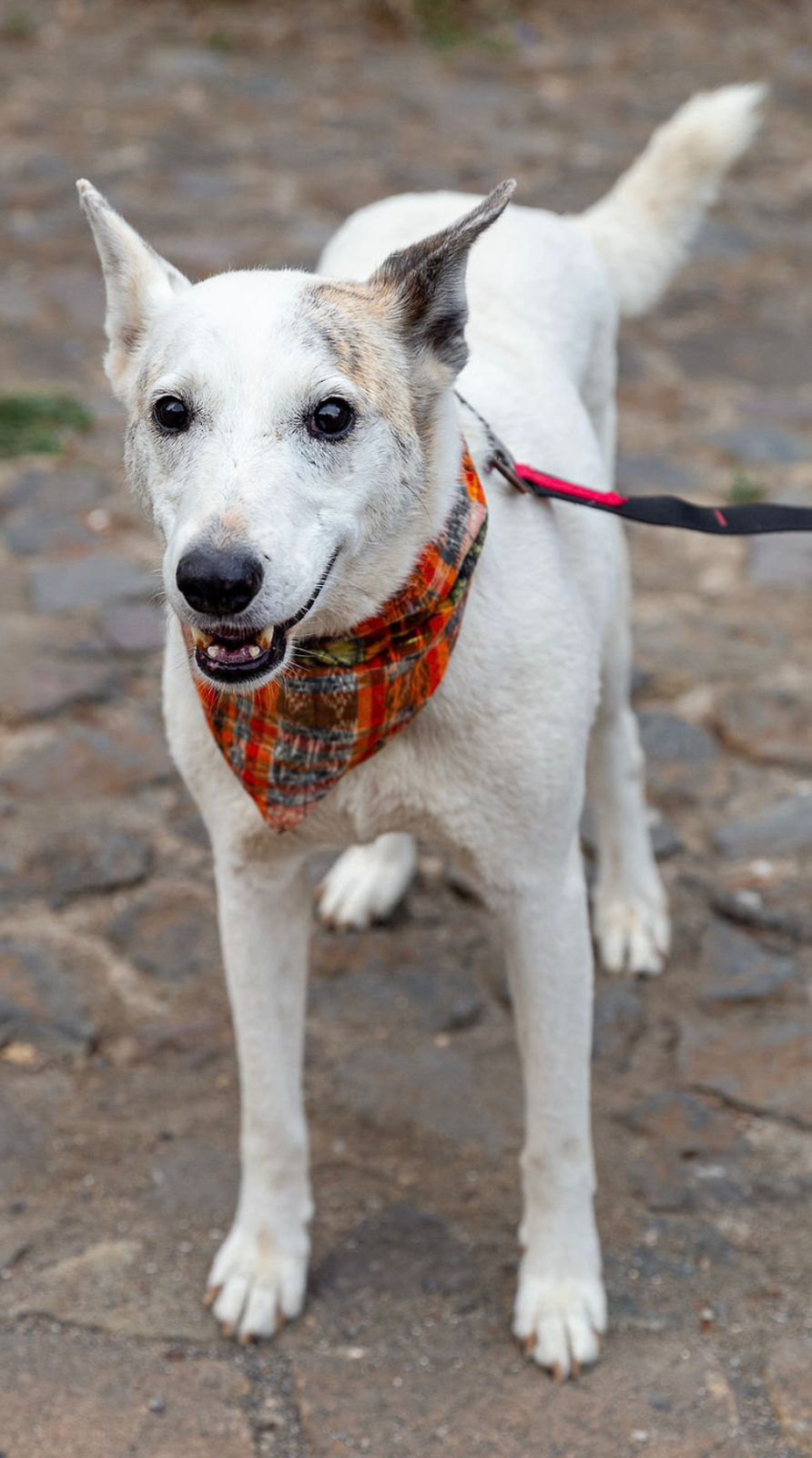 Enlarge Patojo, a Adopted Husky in Kensington, CA image 3/6