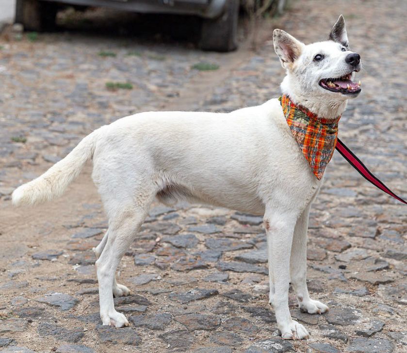 Enlarge Patojo, a Adopted Husky in Kensington, CA image 4/6