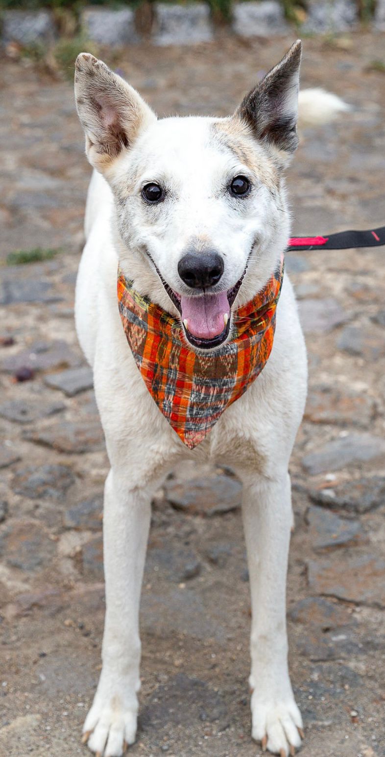 Enlarge Patojo, a Adopted Husky in Kensington, CA image 5/6