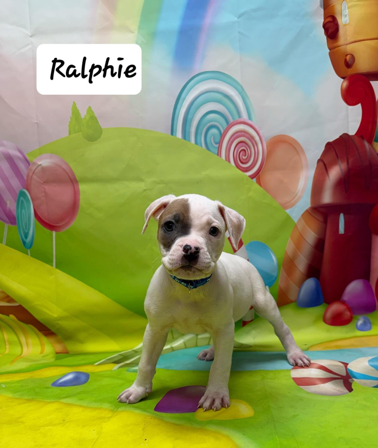 Ralphie, ADOPTABLE, Puppy Male Boxer & Pit Bull Terrier.