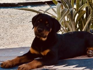 Enlarge Slash, an adopted mixed breed in Yakima, WA image 3/4