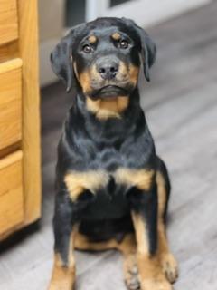 Slash, adopted, Puppy Male Rottweiler.