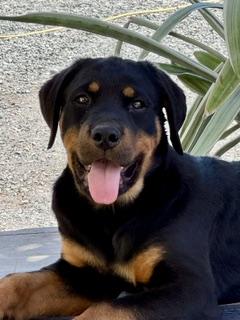 Enlarge Slash, an adopted mixed breed in Yakima, WA image 2/4
