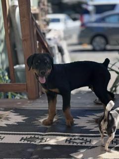 Enlarge Slash, an adopted mixed breed in Yakima, WA image 4/4