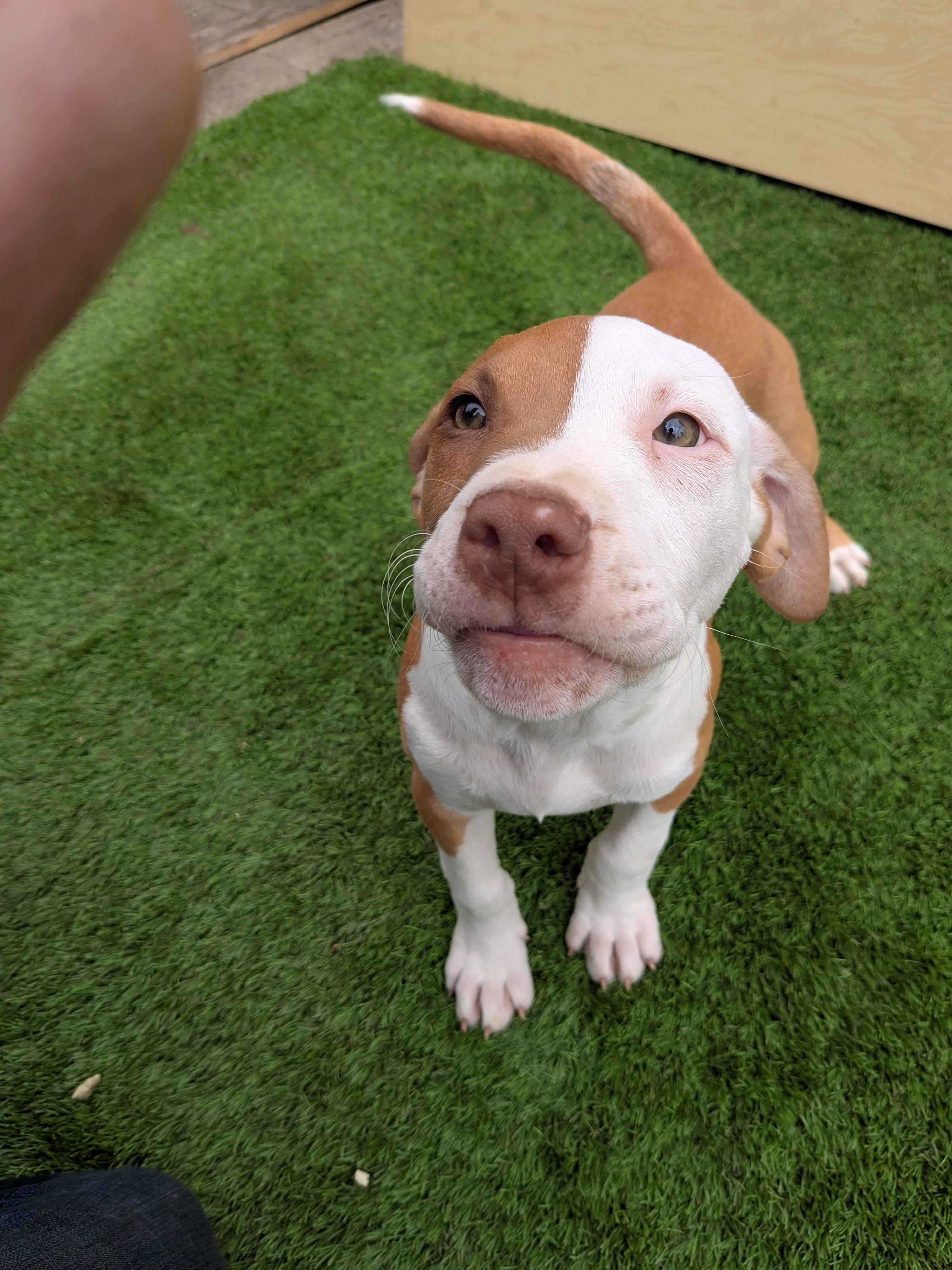 Enlarge Red, a Adoptable mixed breed in Kirkland, WA image 3/6