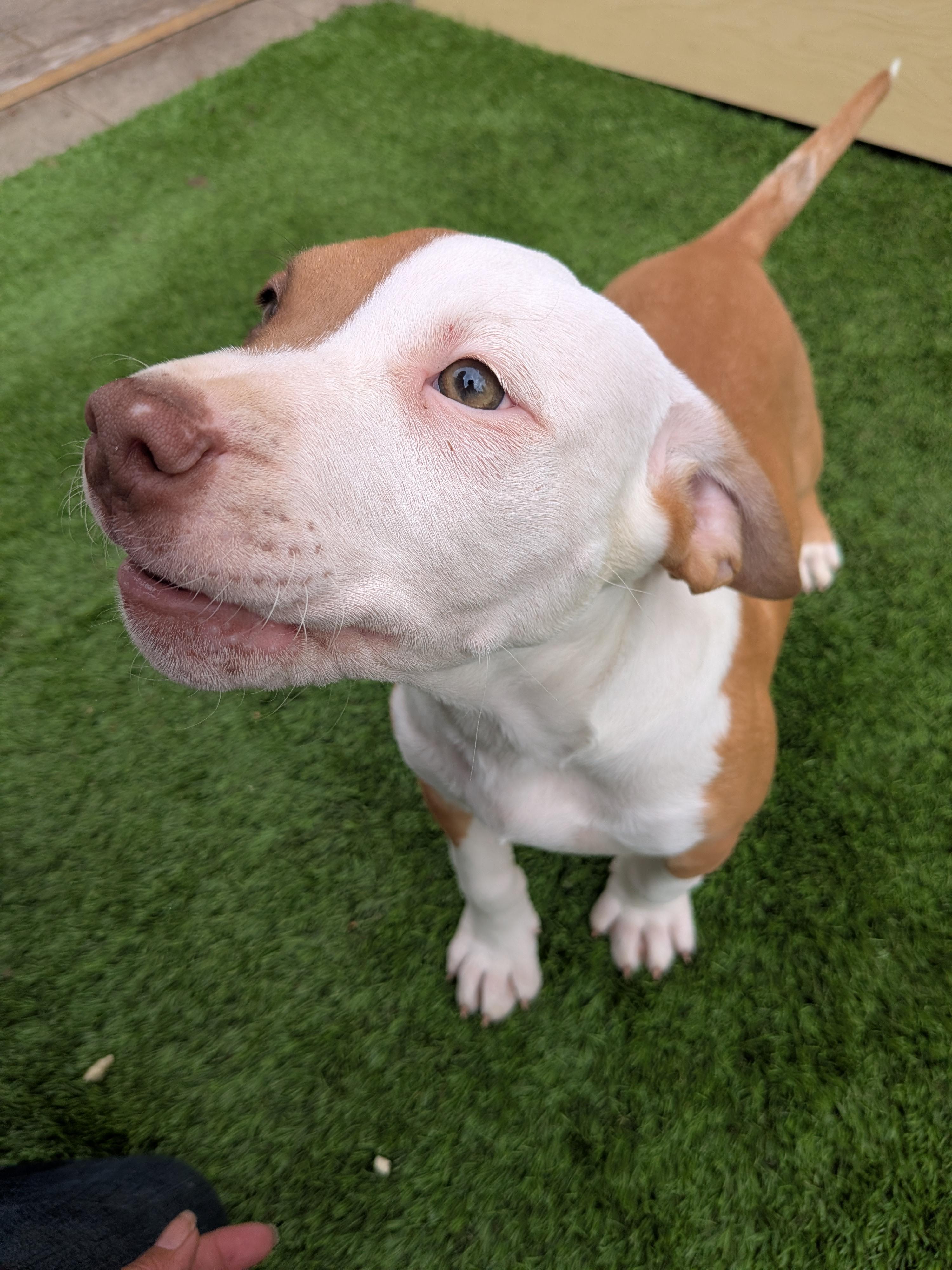 Enlarge Red, a Adoptable mixed breed in Kirkland, WA image 2/6