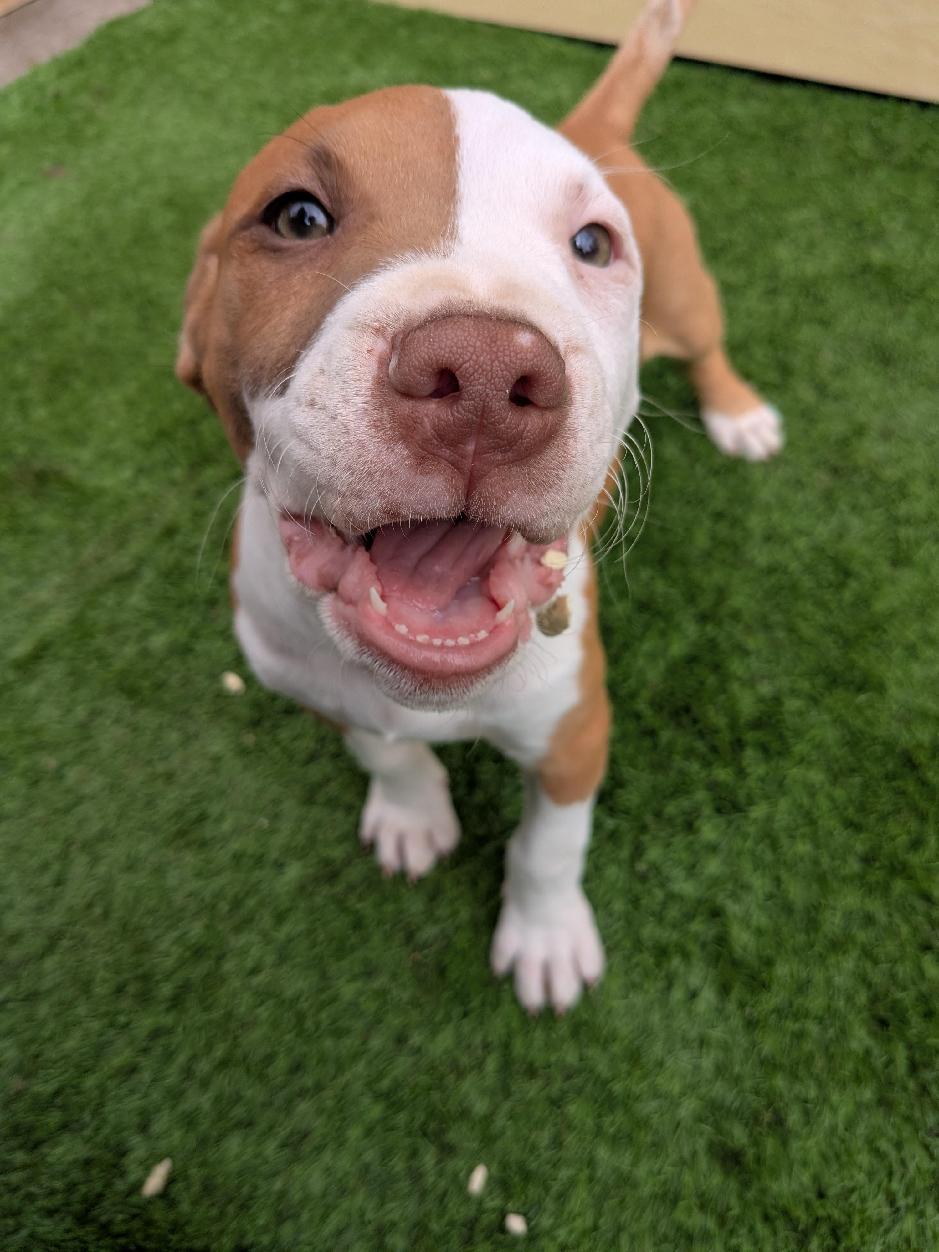 Red, Adoptable, Puppy Male Bull Terrier & Pit Bull Terrier.