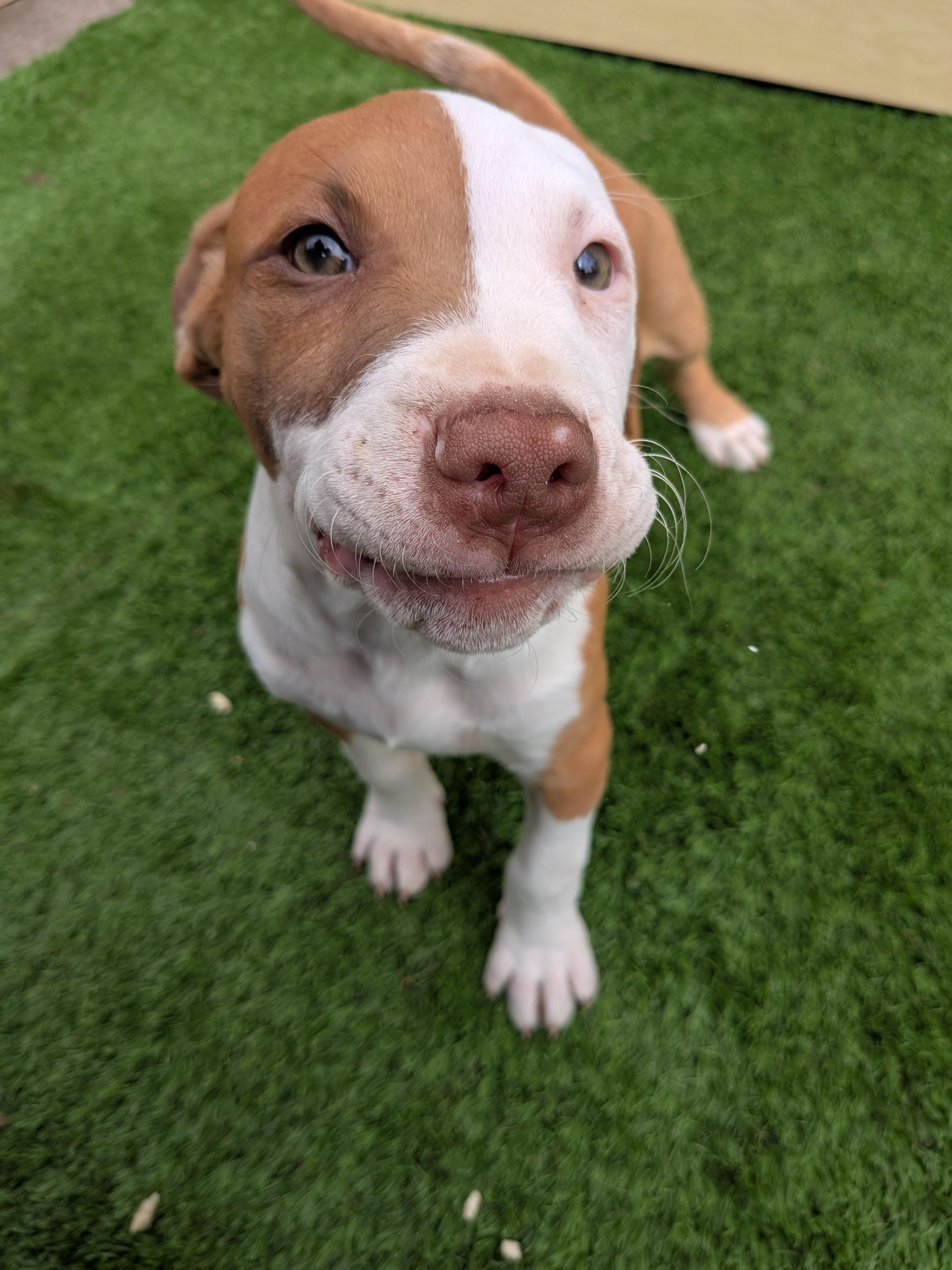Enlarge Red, a Adoptable mixed breed in Kirkland, WA image 4/6
