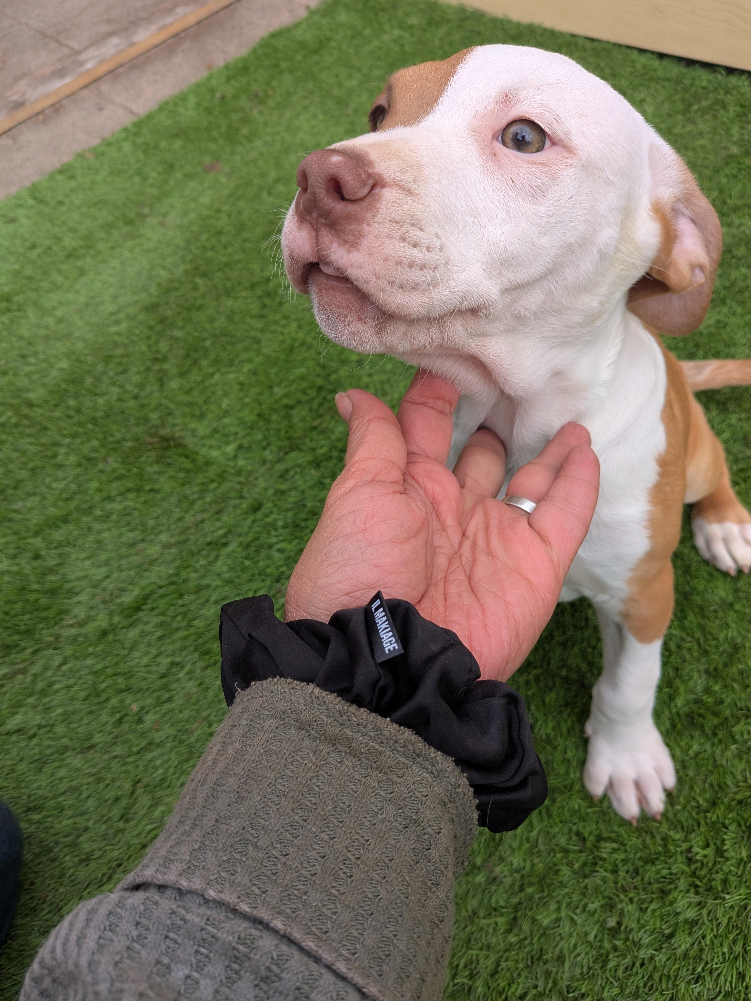 Enlarge Red, a Adoptable mixed breed in Kirkland, WA image 6/6