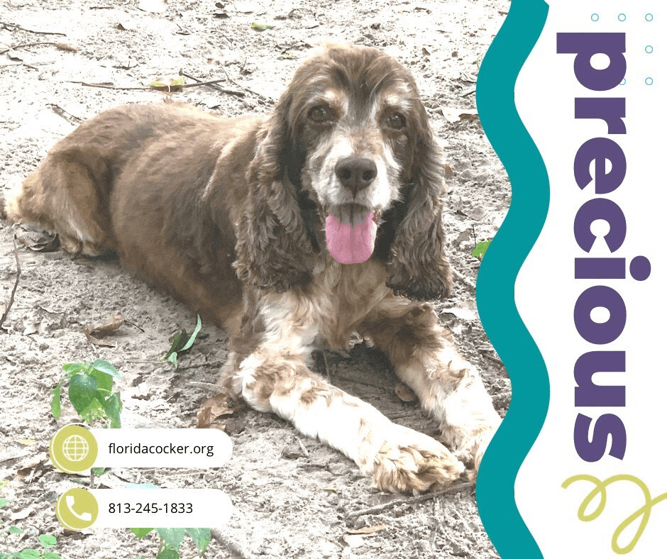 Enlarge Precious, a Adoptable Cocker Spaniel in Land O Lakes, FL image 1/2