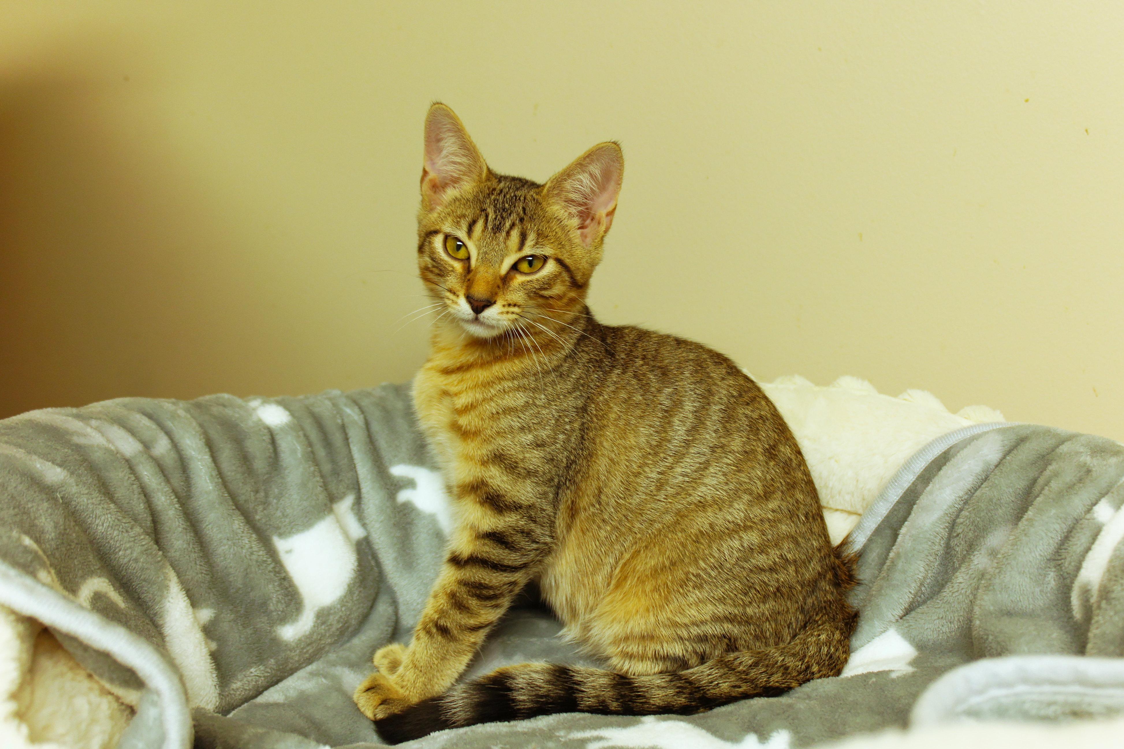 Enlarge Chevy, a Adoptable Domestic Short Hair in Urbana, OH image 2/6