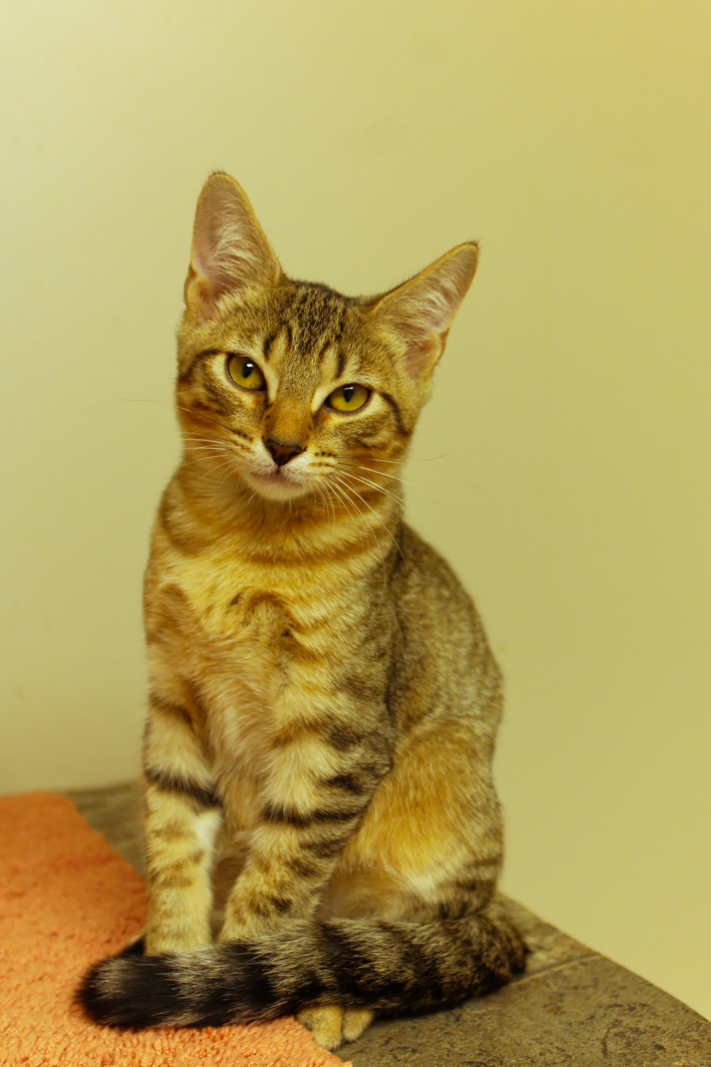 Enlarge Chevy, a Adoptable Domestic Short Hair in Urbana, OH image 1/6
