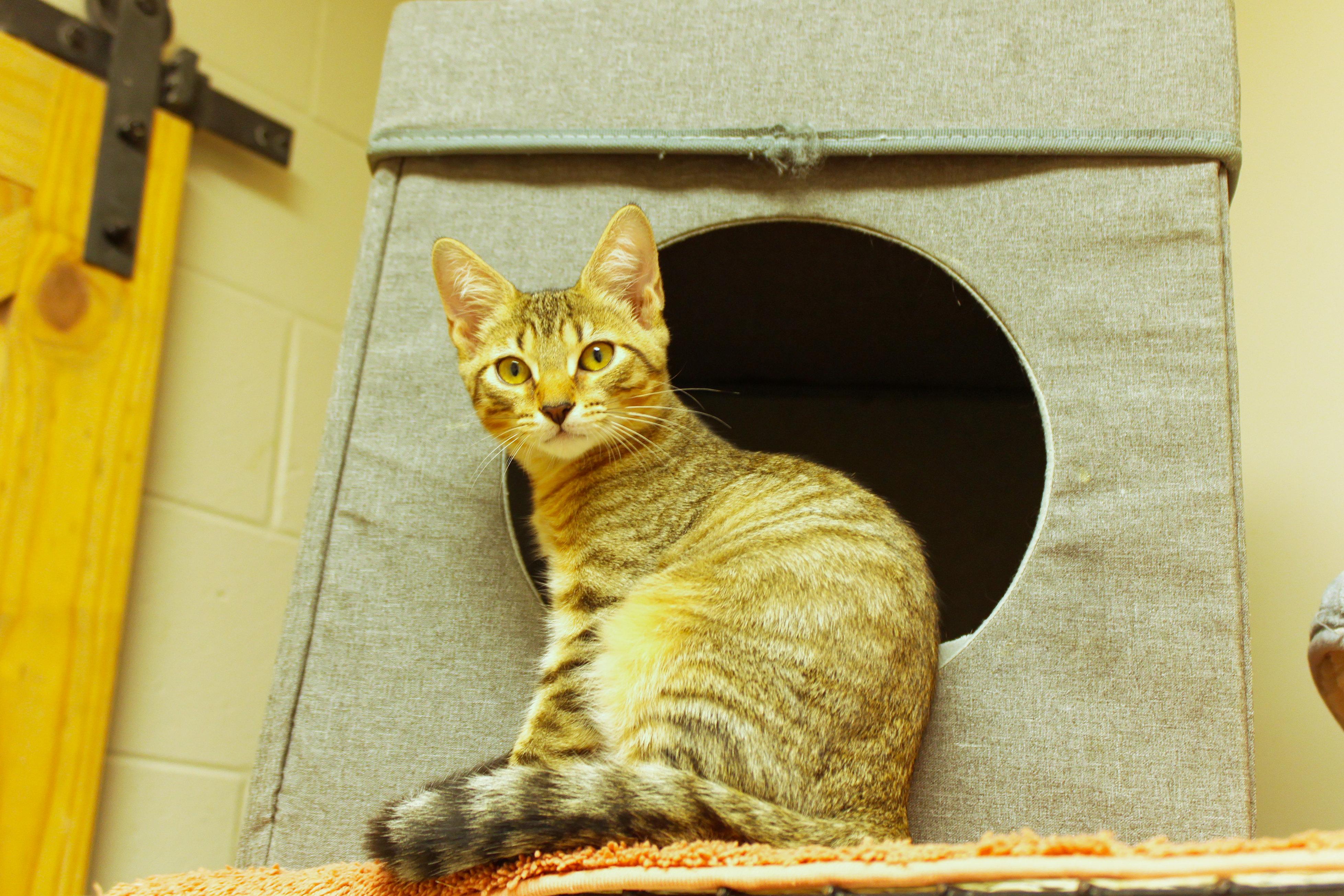 Enlarge Chevy, a Adoptable Domestic Short Hair in Urbana, OH image 4/6
