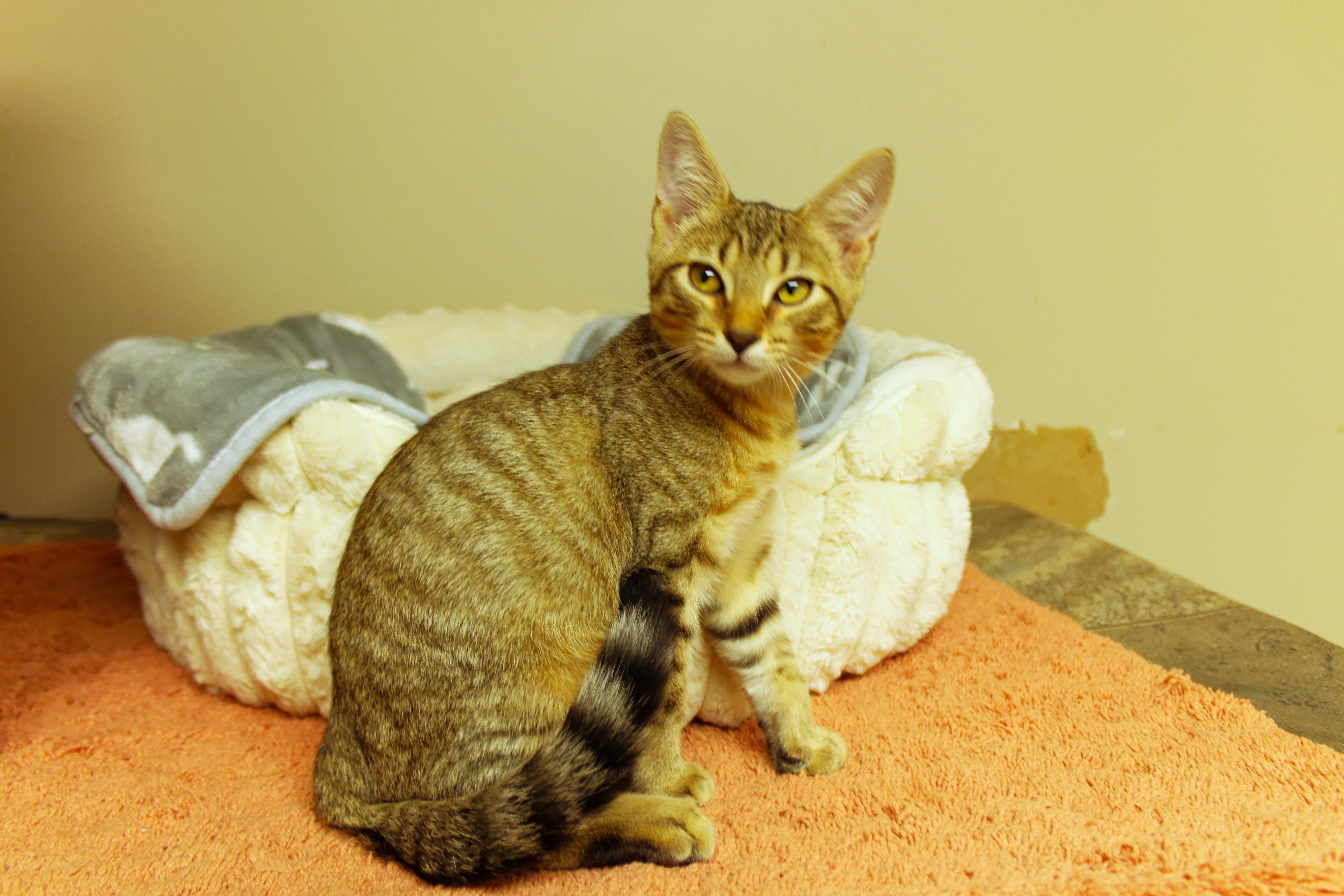 Enlarge Chevy, a Adoptable Domestic Short Hair in Urbana, OH image 5/6