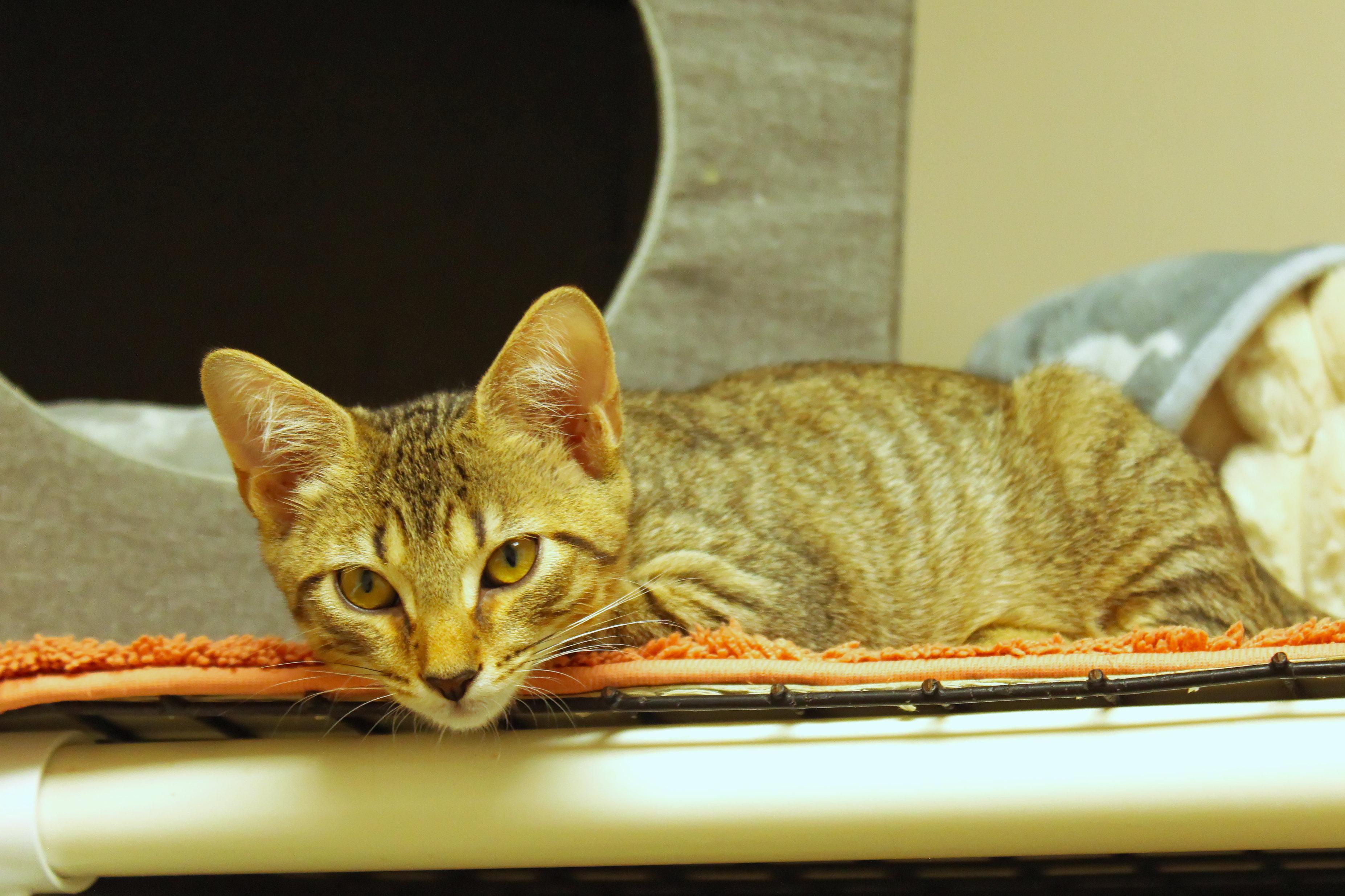 Enlarge Chevy, a Adoptable Domestic Short Hair in Urbana, OH image 3/6