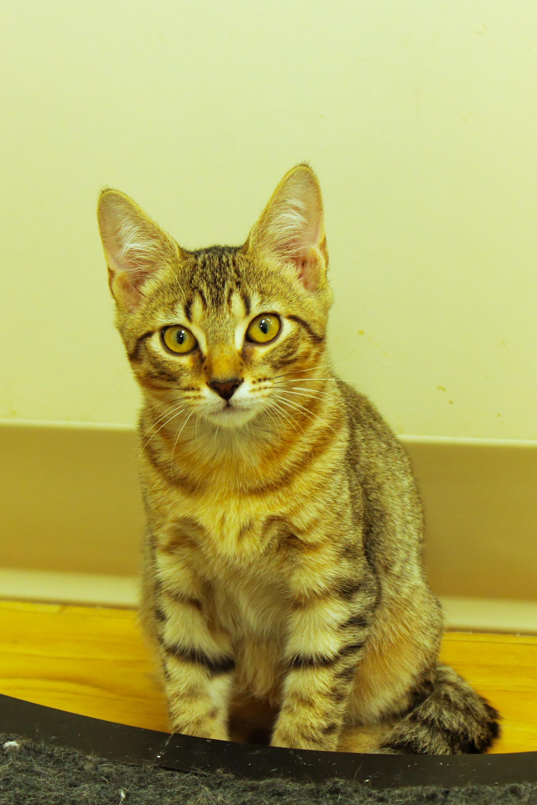 Enlarge Chevy, a Adoptable Domestic Short Hair in Urbana, OH image 6/6