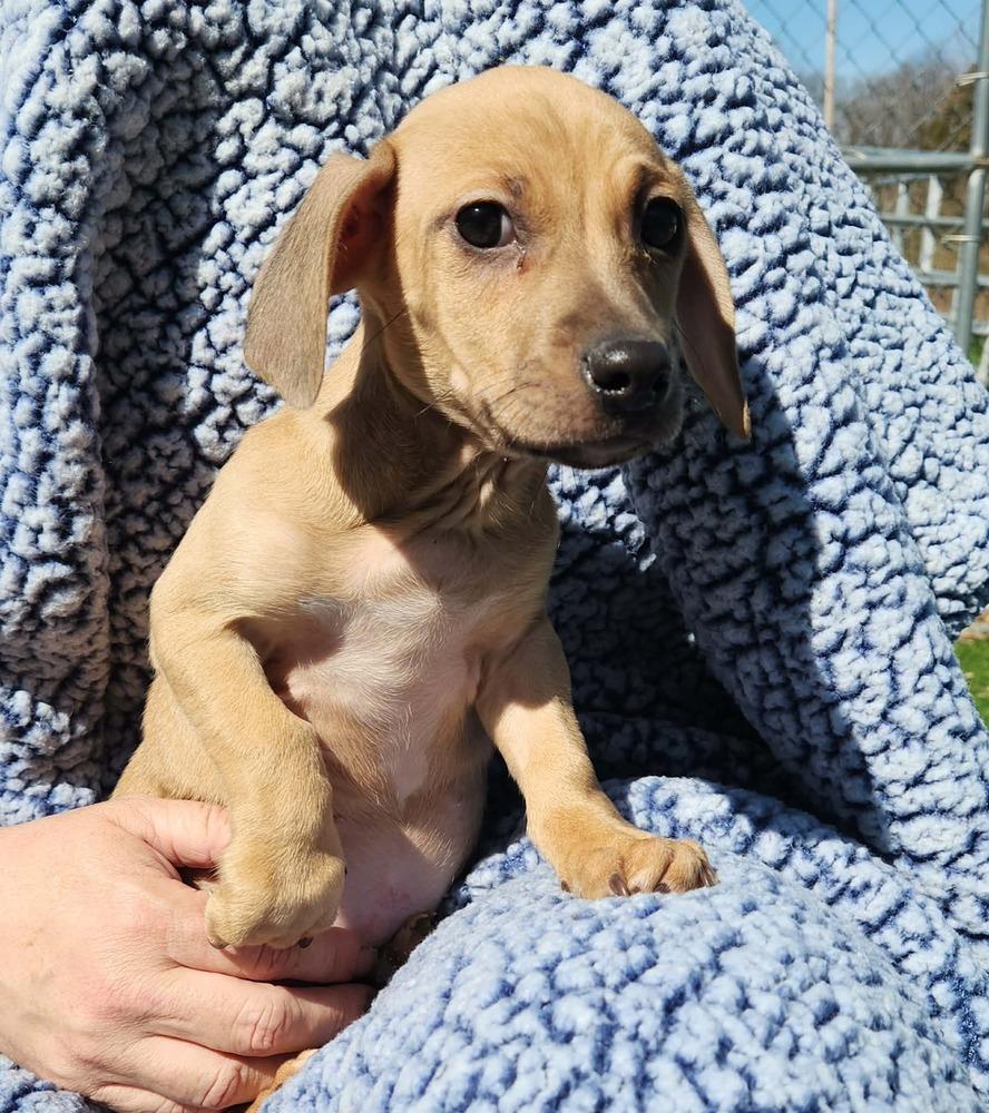 Woodstock, Adopted, Puppy Male Chihuahua & Beagle.