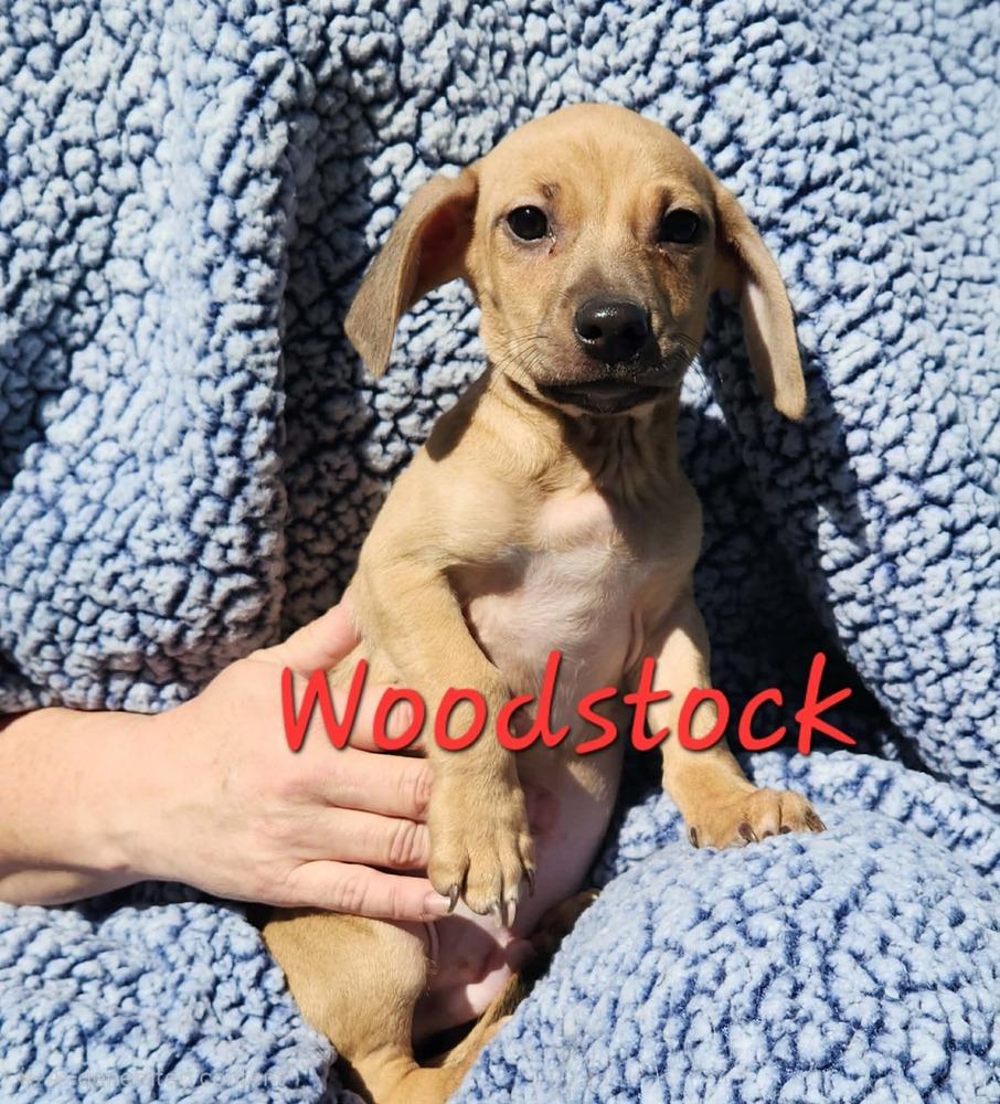 Enlarge Woodstock, a Adopted mixed breed in Waterloo, IL image 2/2