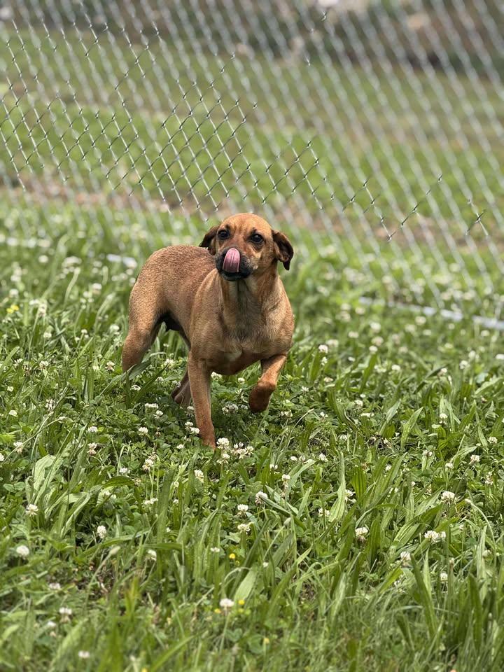 Cauliflower, a Adopted mixed breed in Brownstown, IN image 2/3