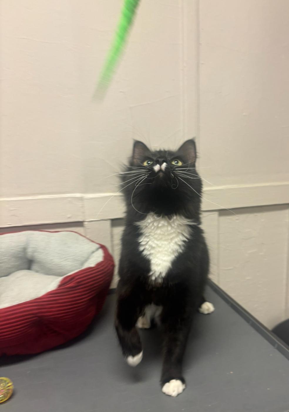 Enlarge Boots, a ADOPTABLE Domestic Medium Hair in Statesboro, GA image 4/4