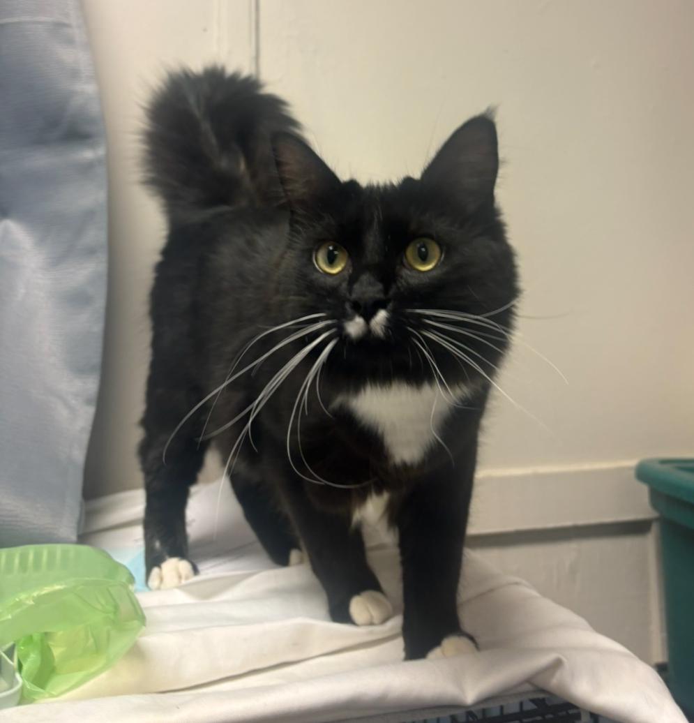 Enlarge Boots, a ADOPTABLE Domestic Medium Hair in Statesboro, GA image 3/4