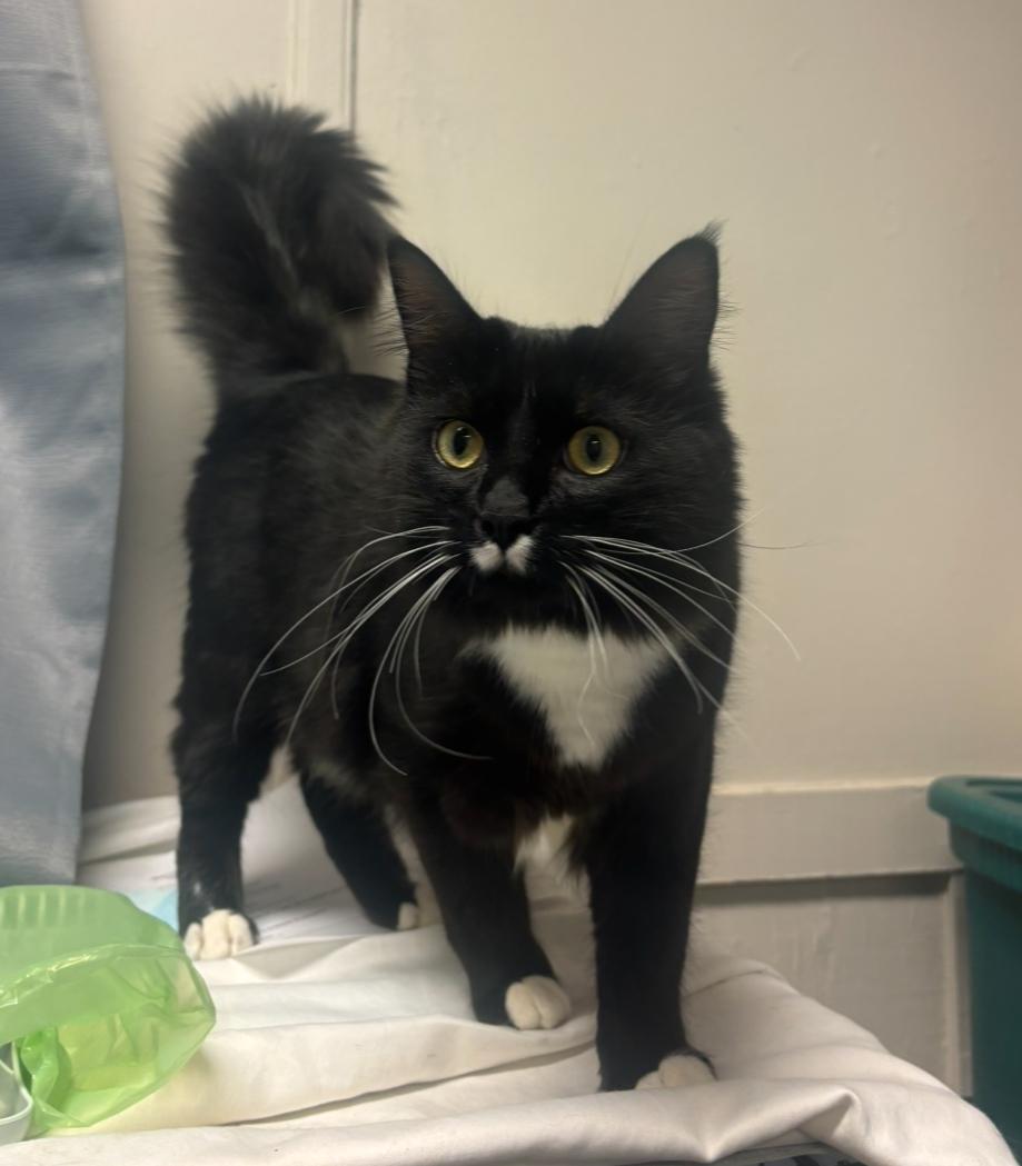Boots, ADOPTABLE, Adult Male Domestic Medium Hair.