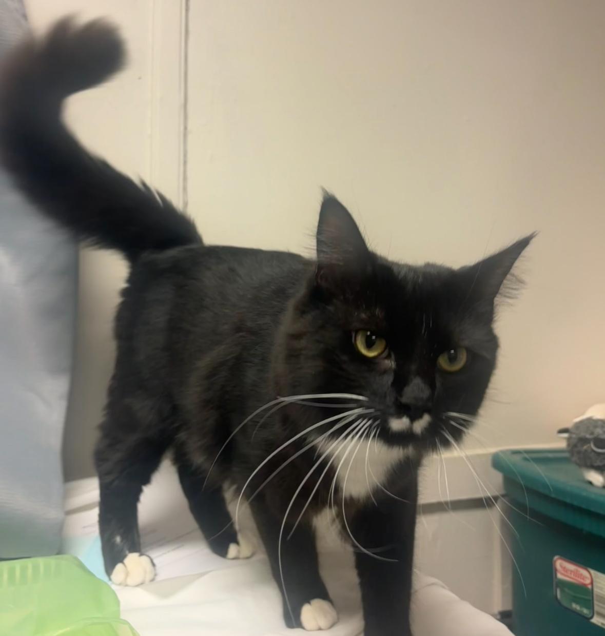 Enlarge Boots, a ADOPTABLE Domestic Medium Hair in Statesboro, GA image 2/4