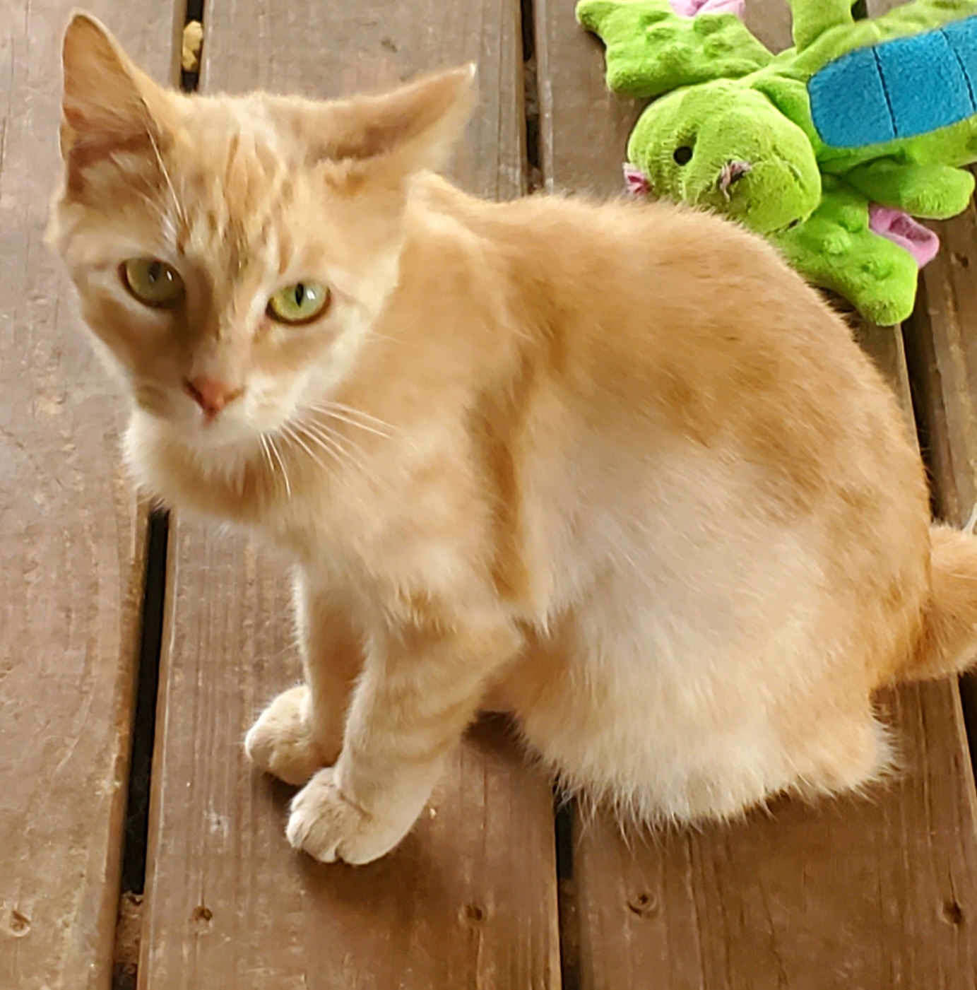Tammy, a Adoptable Domestic Short Hair in Kinsey, AL image 1/6