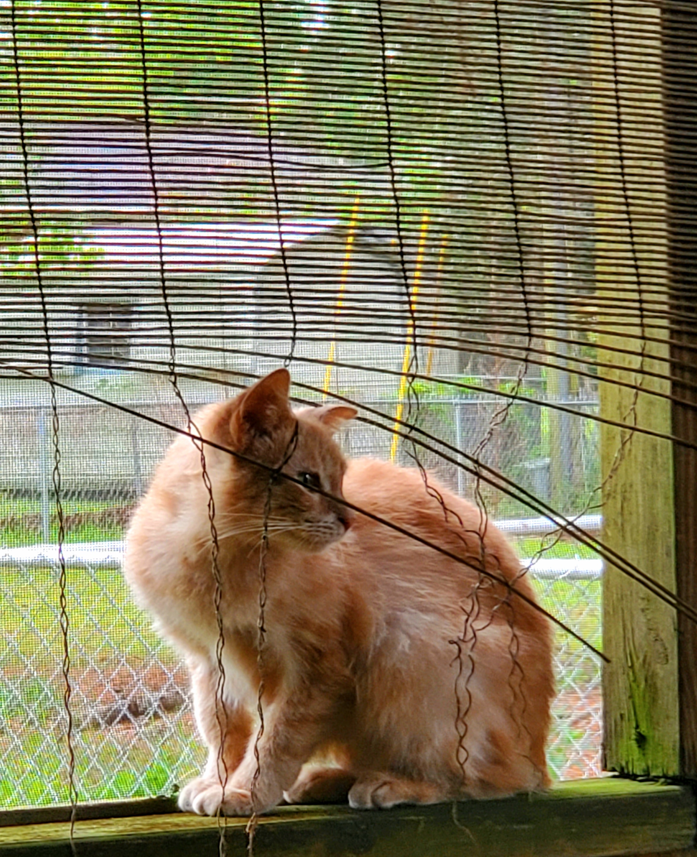 Tammy, a Adoptable Domestic Short Hair in Kinsey, AL image 2/6