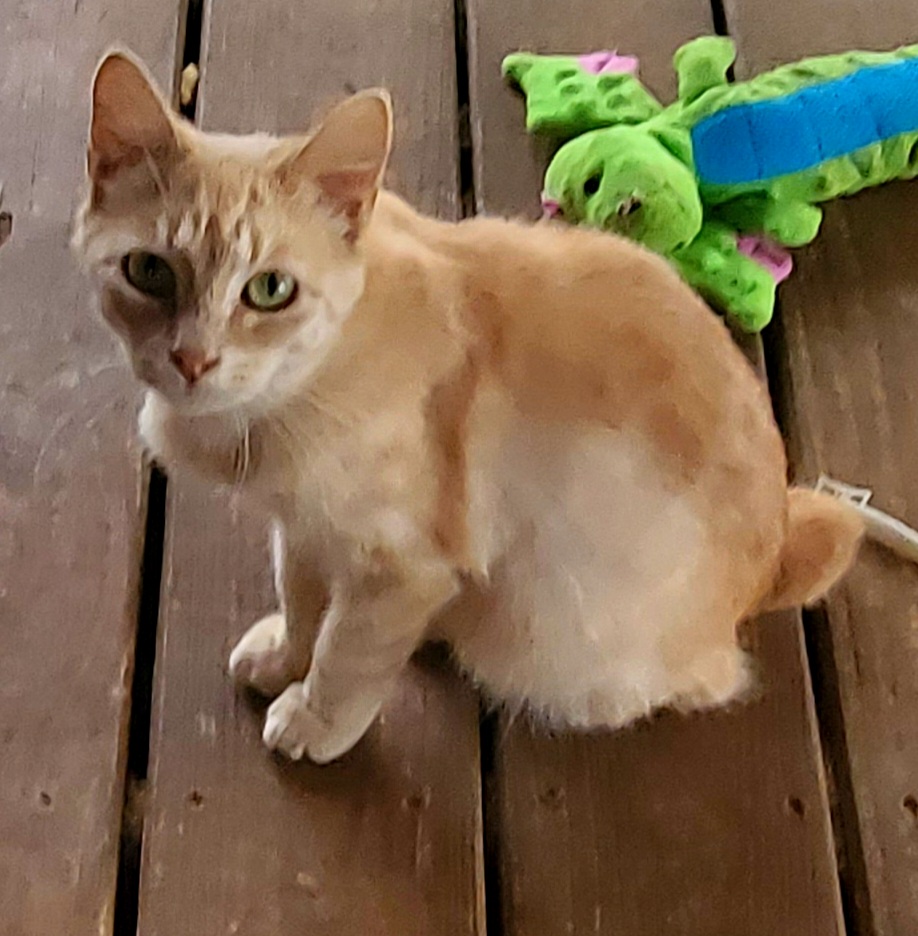 Tammy, a Adoptable Domestic Short Hair in Kinsey, AL image 3/6