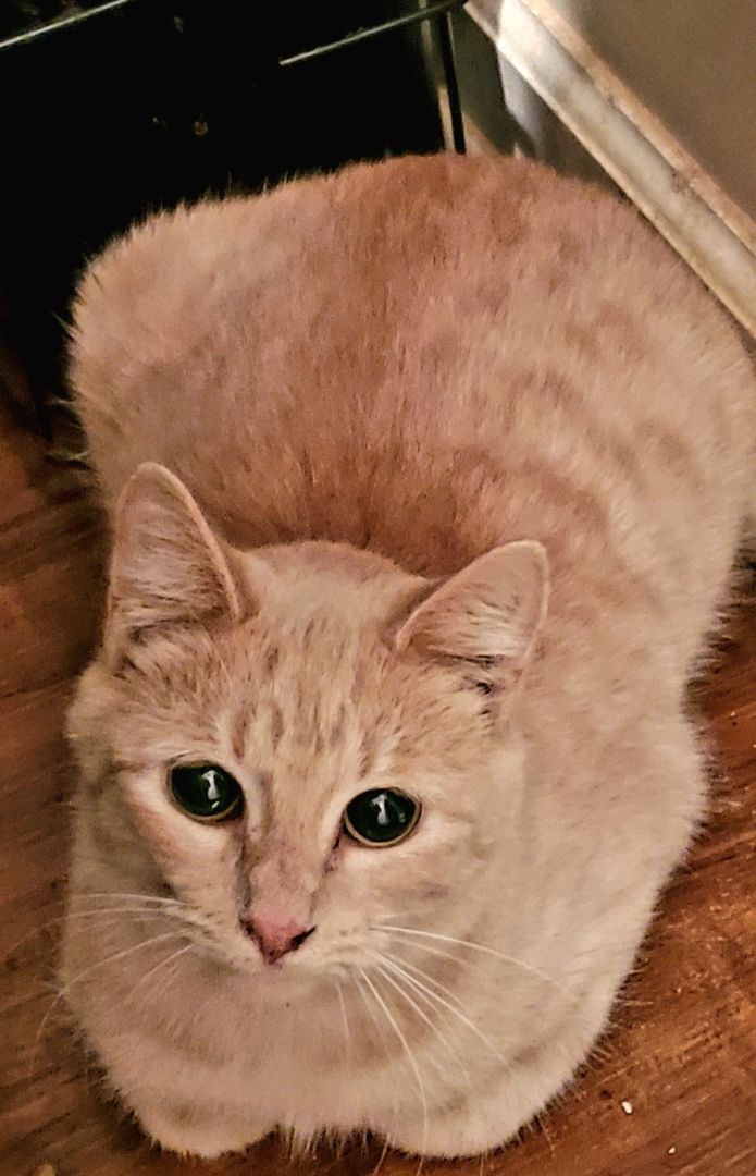 Tammy, Young Female Domestic Short Hair