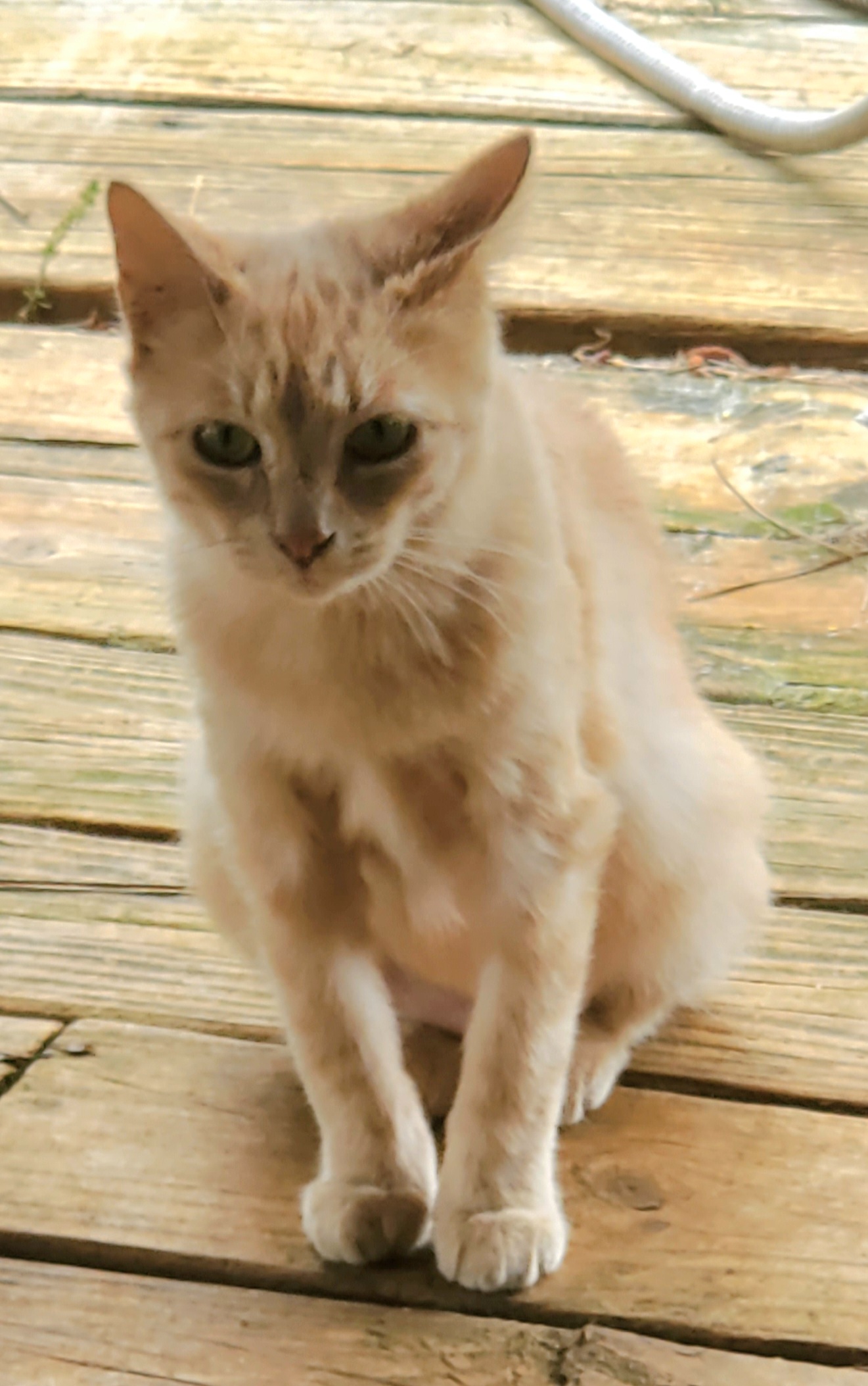 Tammy, a Adoptable Domestic Short Hair in Kinsey, AL image 5/6