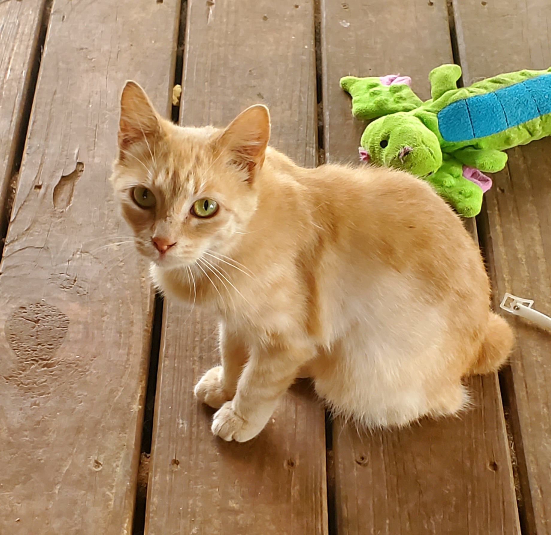 Tammy, a Adoptable Domestic Short Hair in Kinsey, AL image 6/6