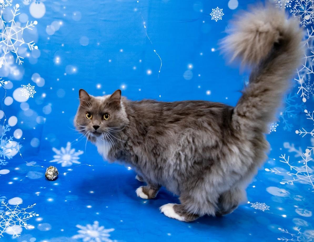 Bella (Hspc Penelope), Adoptable, Adult Female Domestic Long Hair.