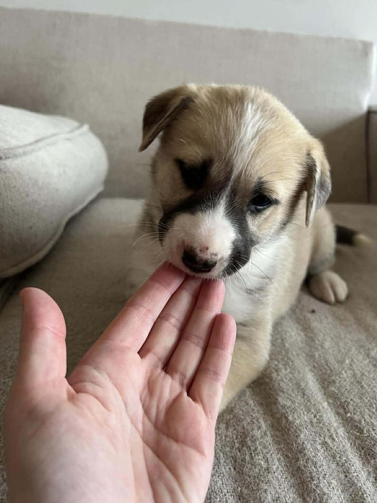 Enlarge Cookie, a Adoptable mixed breed in Commerce City, CO image 2/4