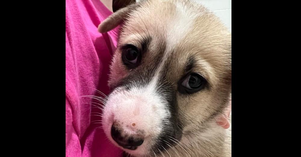 Enlarge Cookie, a Adoptable mixed breed in Commerce City, CO image 3/4