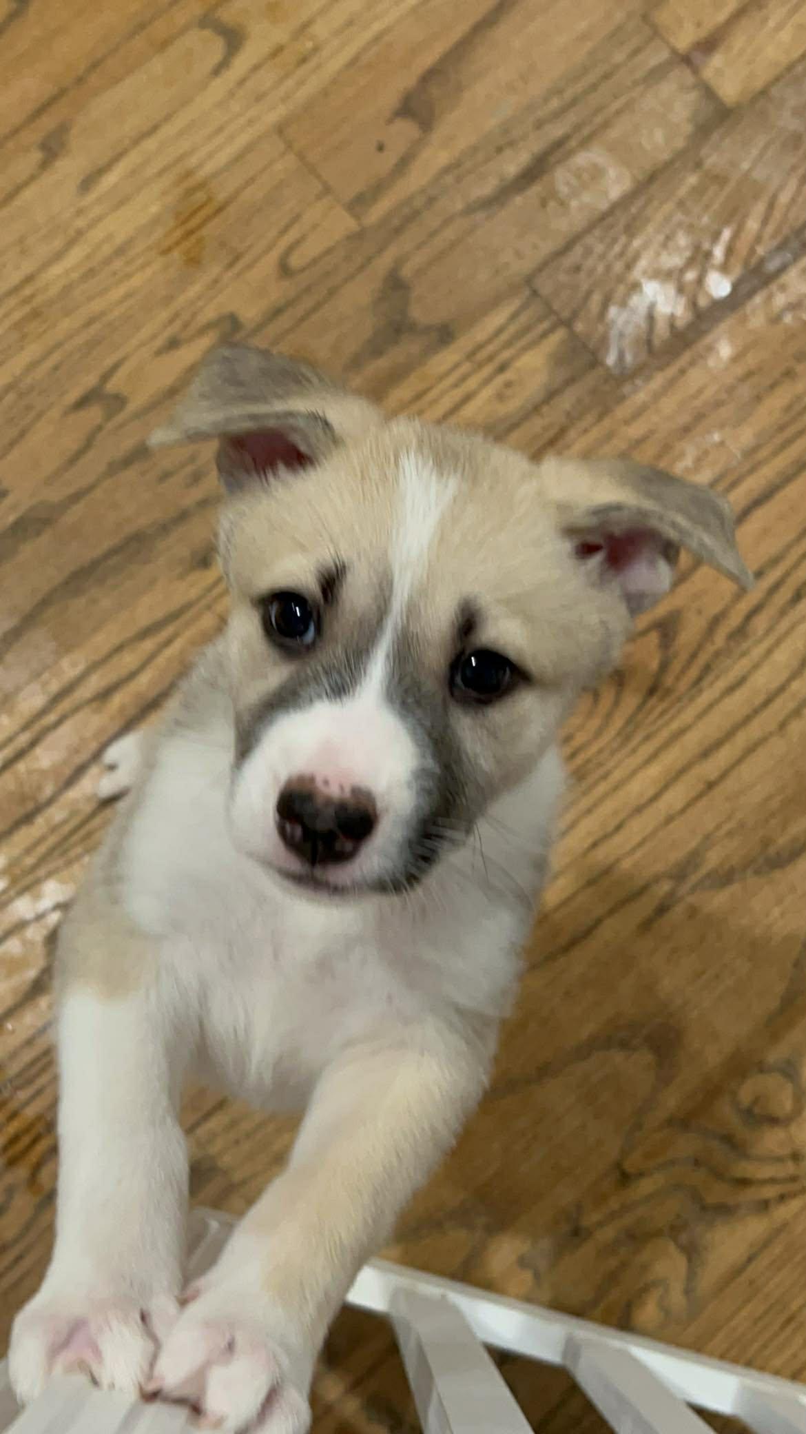 Cookie, Adoptable, Puppy Female Shepherd & Husky.