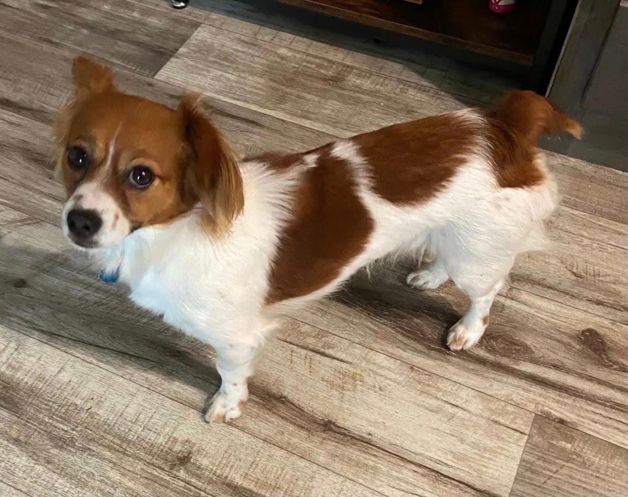 Honey, adopted, Adult Female Papillon & Dachshund.