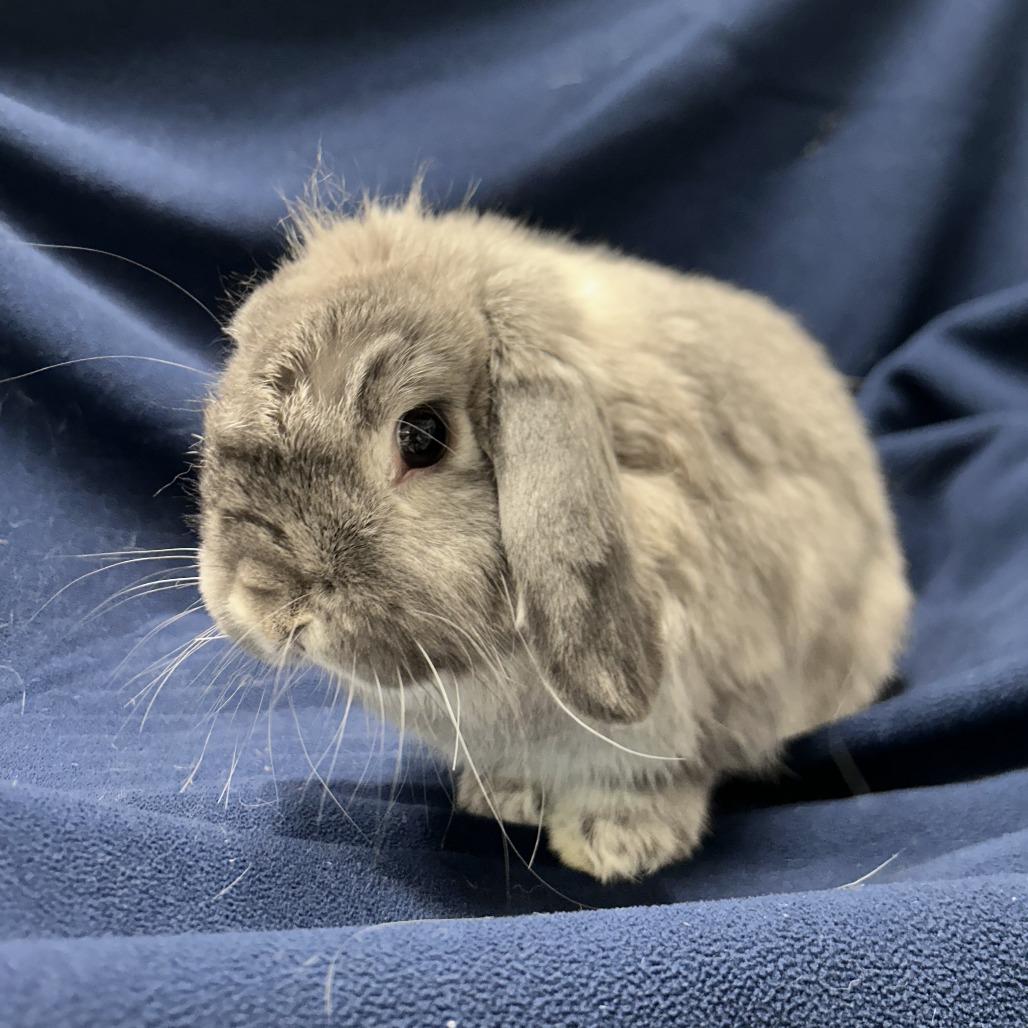 Biles (& Hazel), Adopted, Adult Male Holland Lop & Mixed Breed.