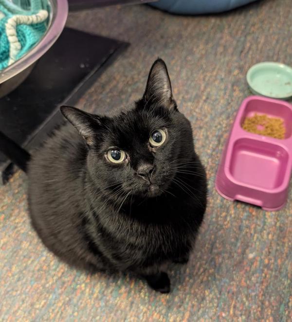 Heiya, Adoptable, Adult Female Domestic Short Hair.