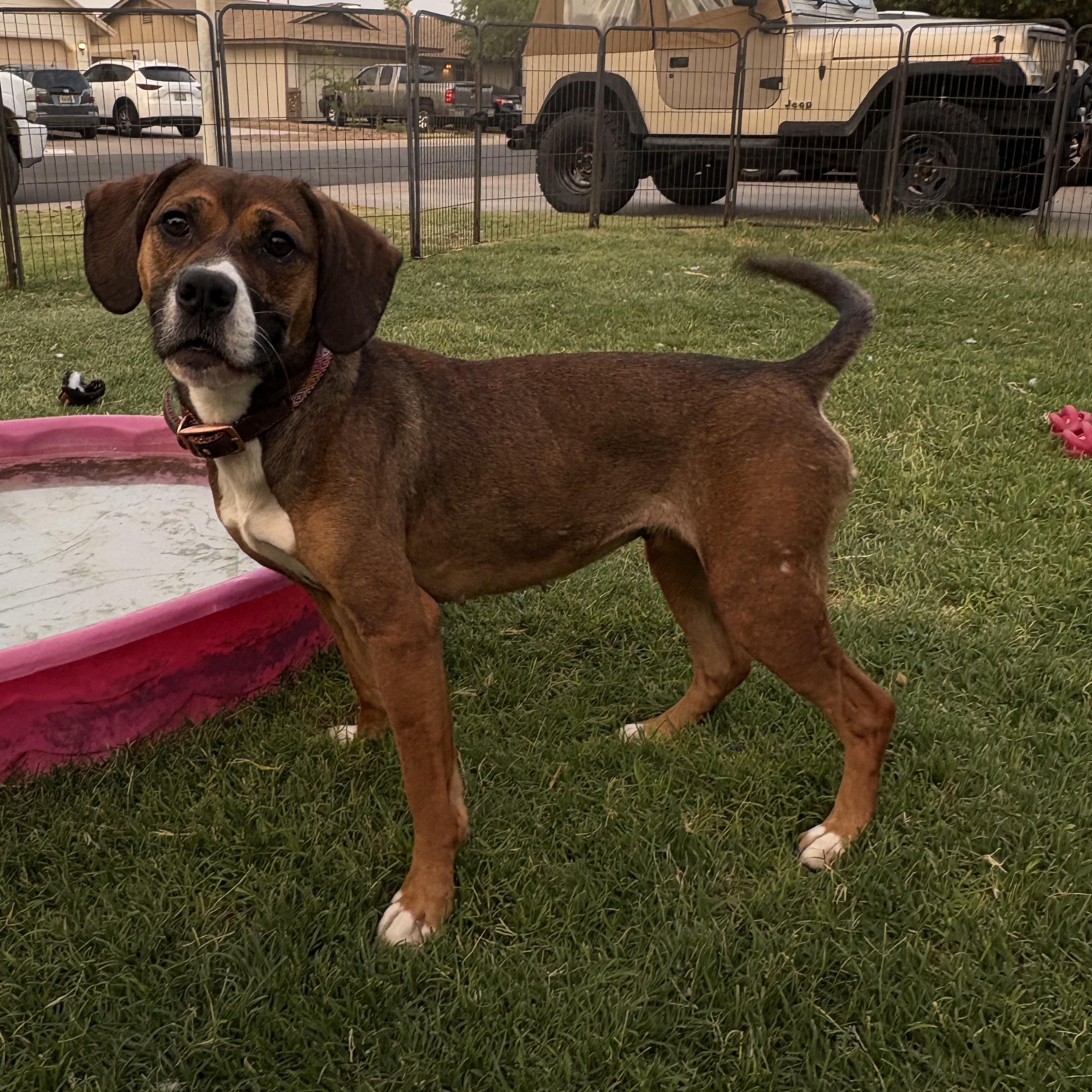 Nova, Adult Female unknown
