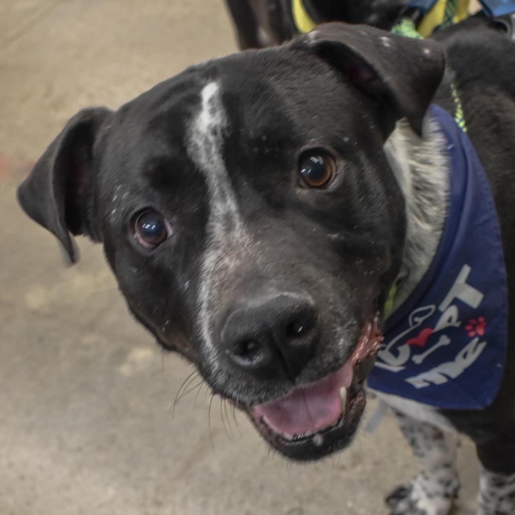 Enlarge Hudson, a Adoptable mixed breed in Chaska, MN image 1/5