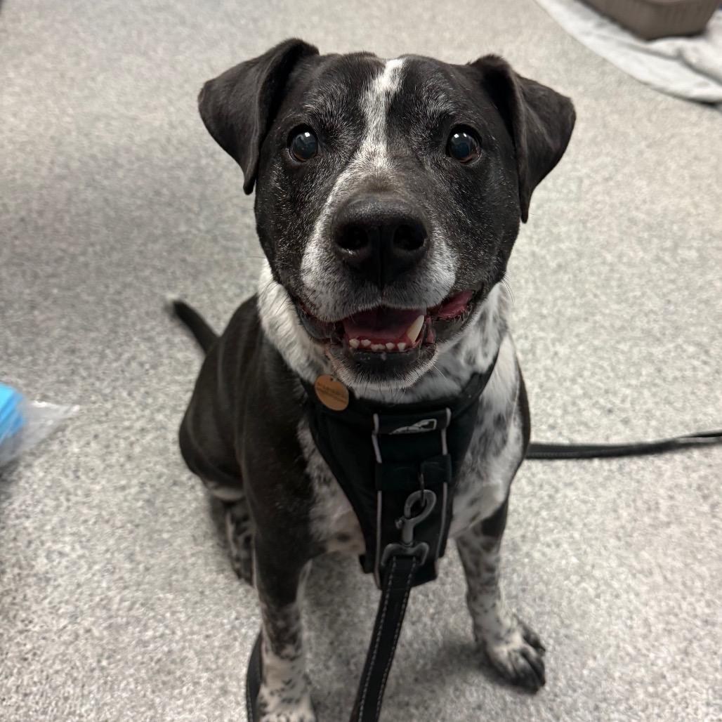 Enlarge Hudson, a Adoptable mixed breed in Chaska, MN image 2/5